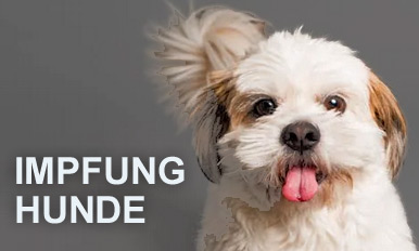 short-impf-hund