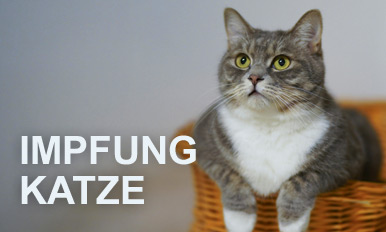 short-impf-katze